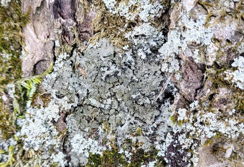 Physciella photo 4