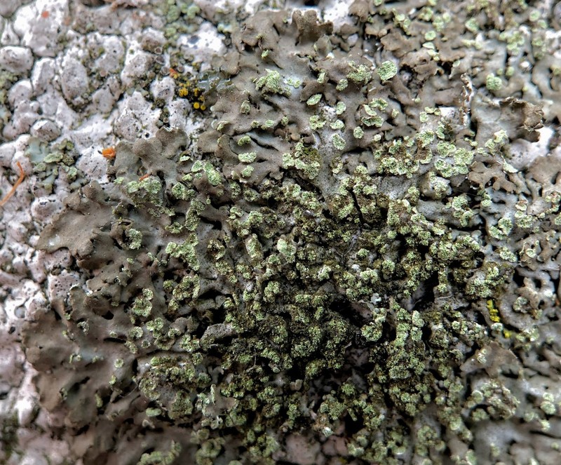 Physciella photo 5