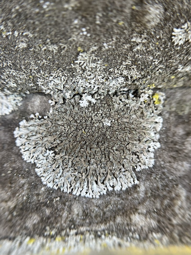 Physciella photo 6