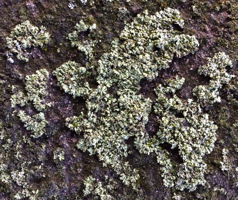 Physciella photo 7
