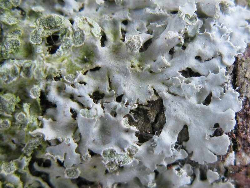 Physciella photo 8