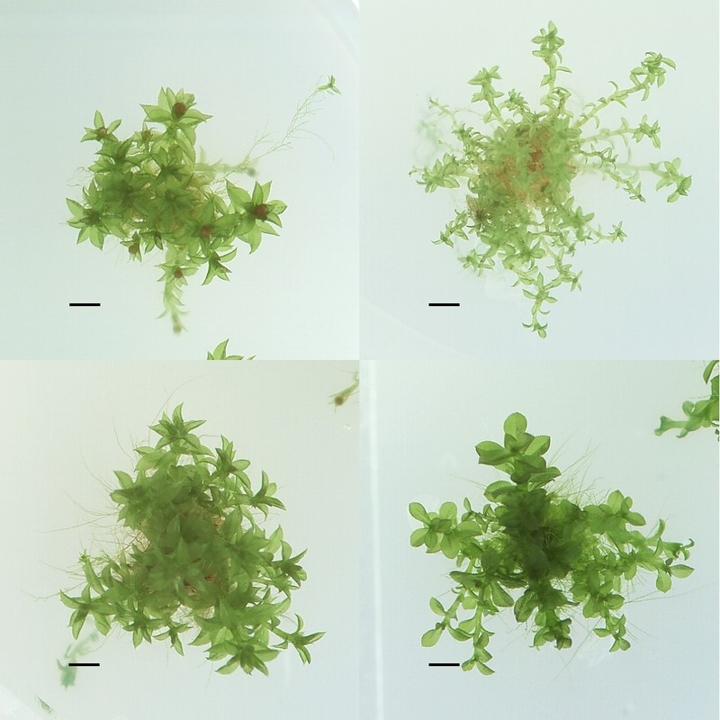 Physcomitrella Moss