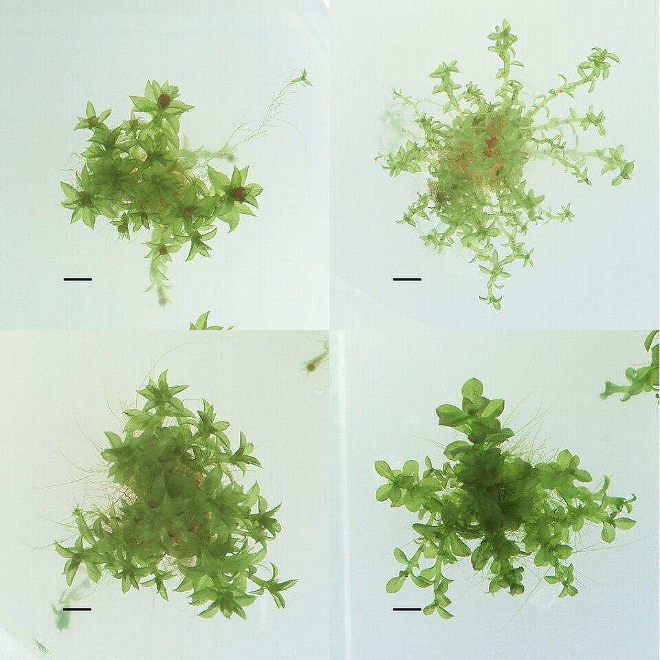 Physcomitrella Moss photo 3