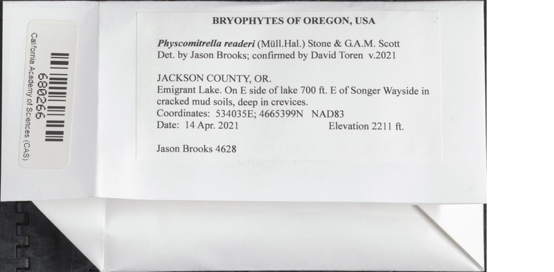 Reader's Physcomitrella Moss photo 2