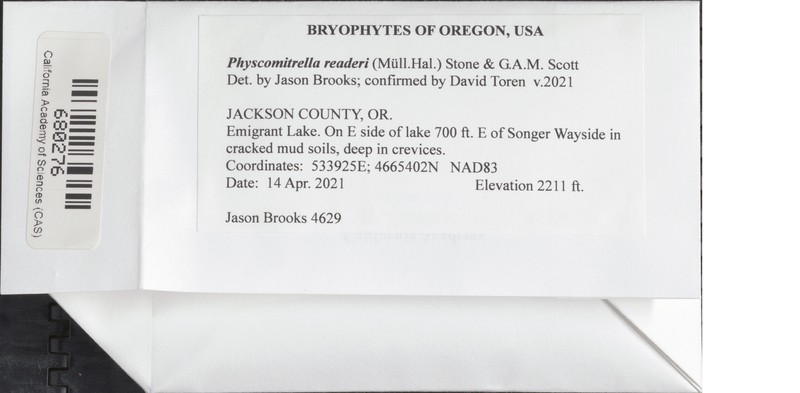 Reader's Physcomitrella Moss photo 3