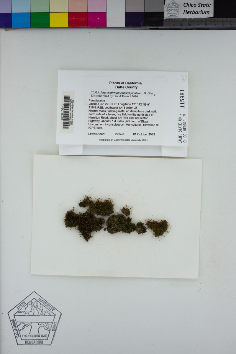Physcomitrium Moss photo 4