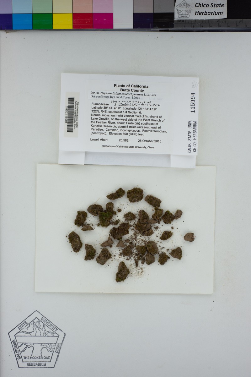 Physcomitrium Moss photo 5