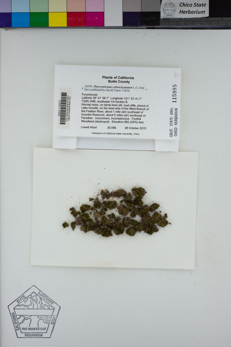 Physcomitrium Moss photo 6
