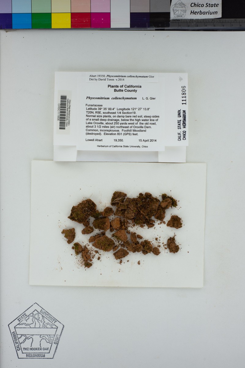 Physcomitrium Moss photo 7