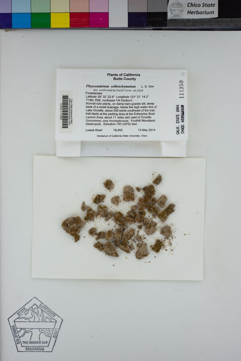 Physcomitrium Moss photo 8