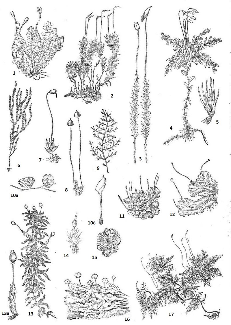 Hooker's Physcomitrium Moss