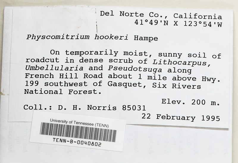 Hooker's Physcomitrium Moss