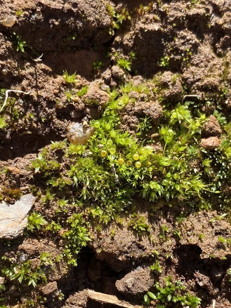 Immersed Physcomitrium Moss