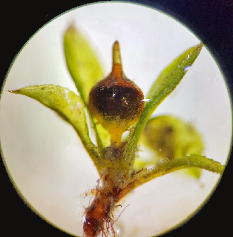 Immersed Physcomitrium Moss photo 2