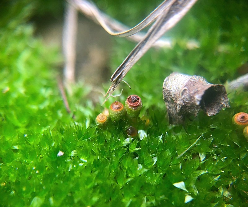 Immersed Physcomitrium Moss photo 3