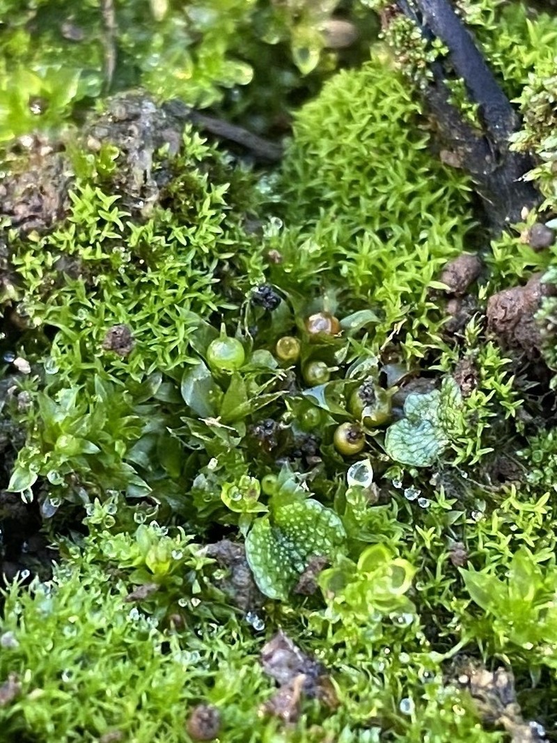 Immersed Physcomitrium Moss photo 4