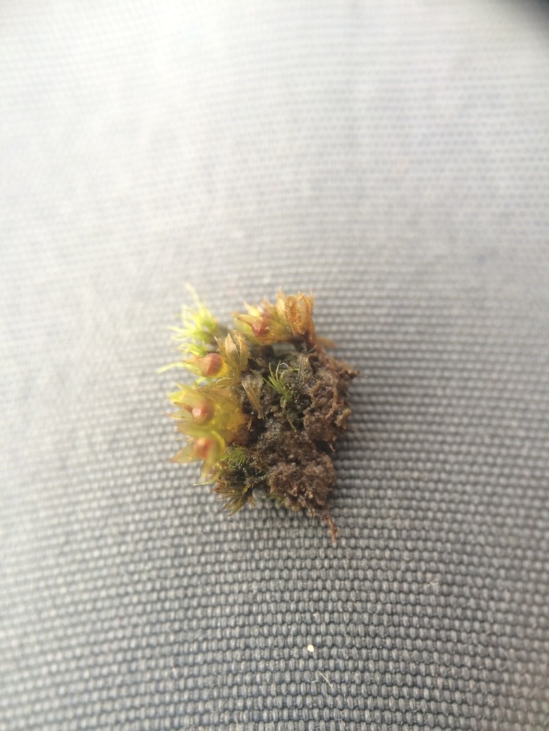 Immersed Physcomitrium Moss photo 5