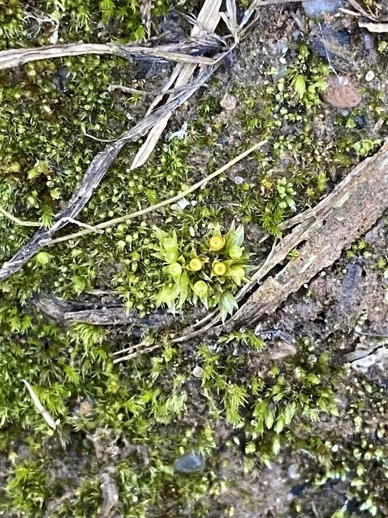 Immersed Physcomitrium Moss photo 6