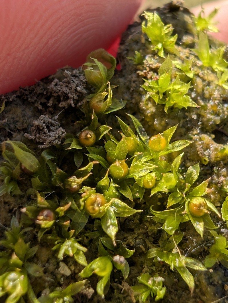 Immersed Physcomitrium Moss photo 7