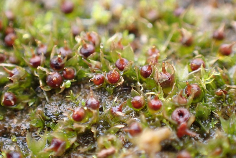 Immersed Physcomitrium Moss photo 8