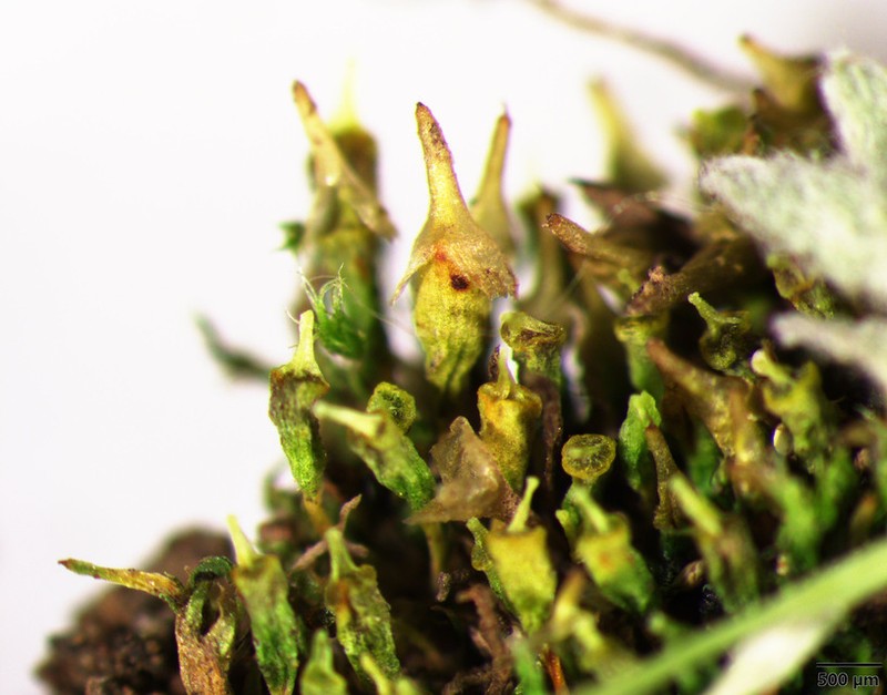 Pygmy Physcomitrium Moss photo 3