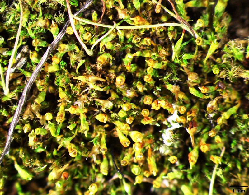 Pygmy Physcomitrium Moss photo 4
