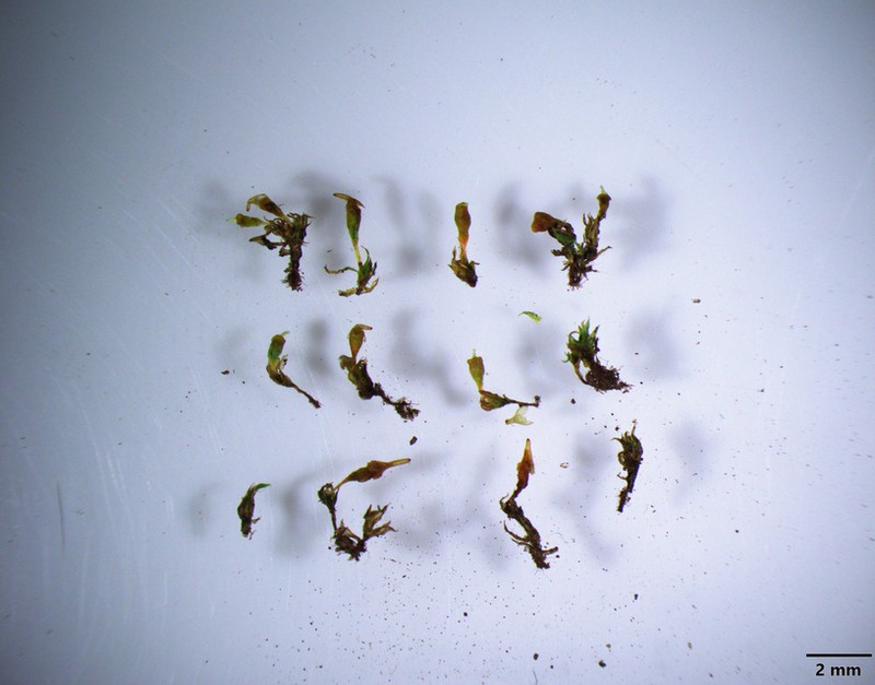 Pygmy Physcomitrium Moss photo 5