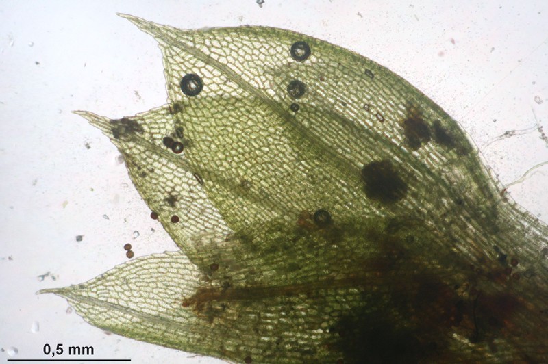 Physcomitrium Moss photo 2
