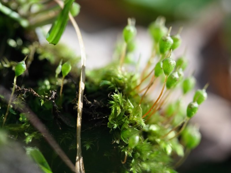 Physcomitrium Moss