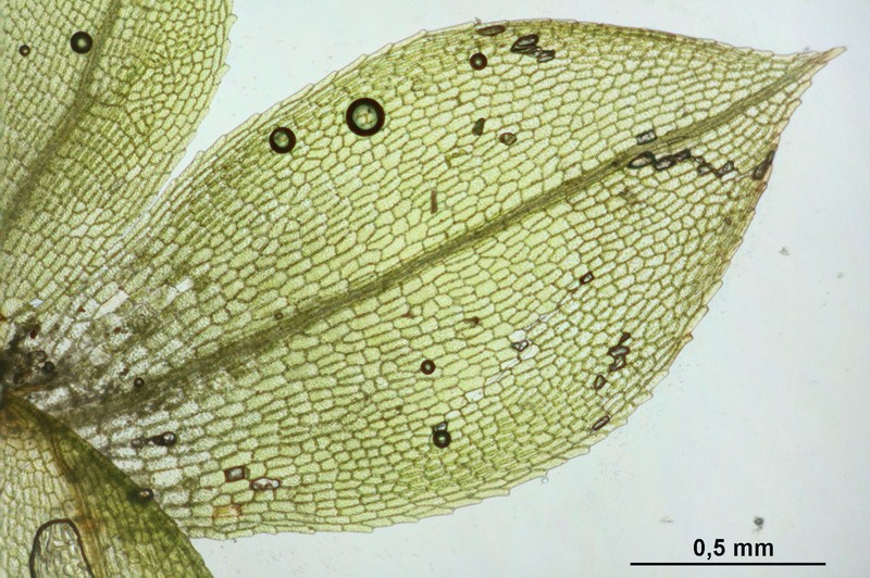 Physcomitrium Moss photo 3