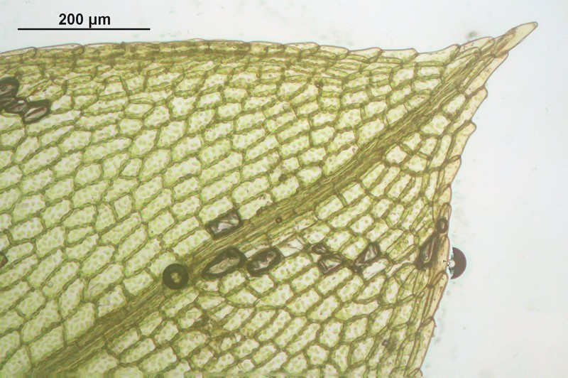 Physcomitrium Moss photo 4