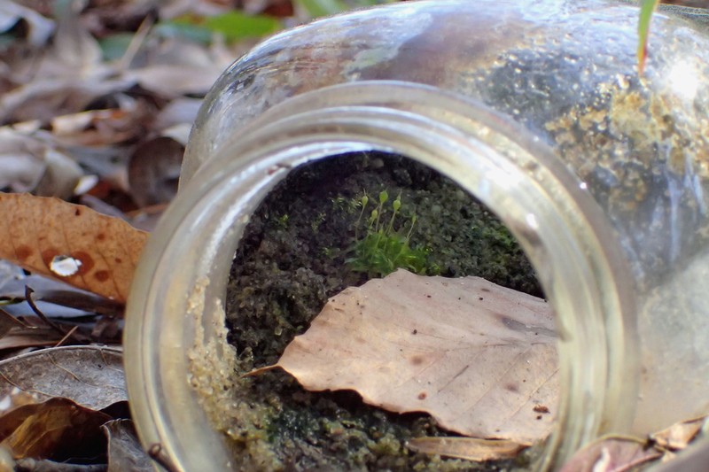 Physcomitrium Moss photo 3