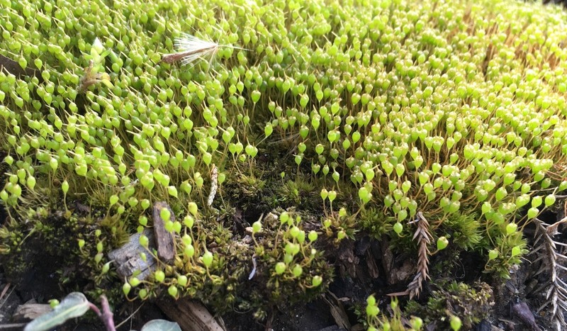 Physcomitrium Moss photo 4