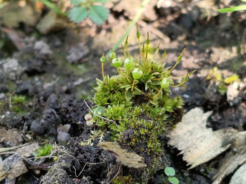 Physcomitrium Moss photo 5
