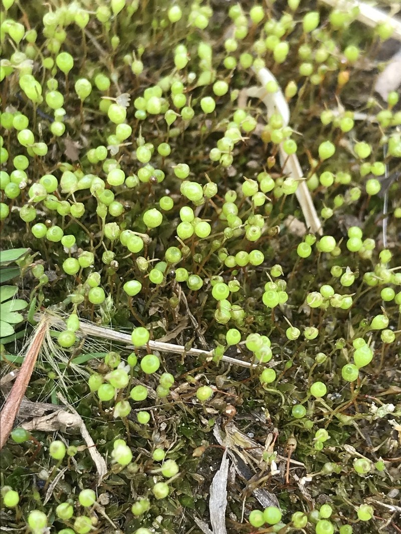 Physcomitrium Moss photo 6