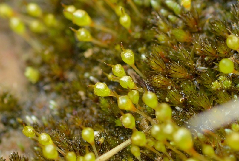 Physcomitrium Moss photo 7