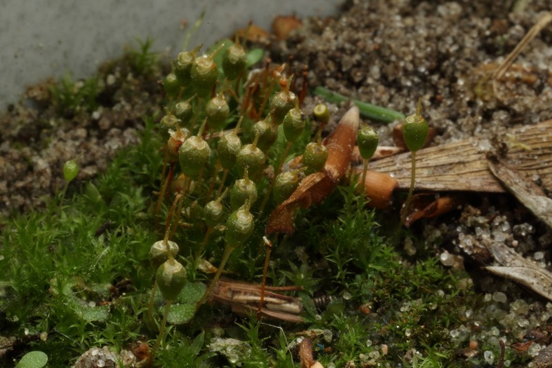 Physcomitrium Moss photo 8