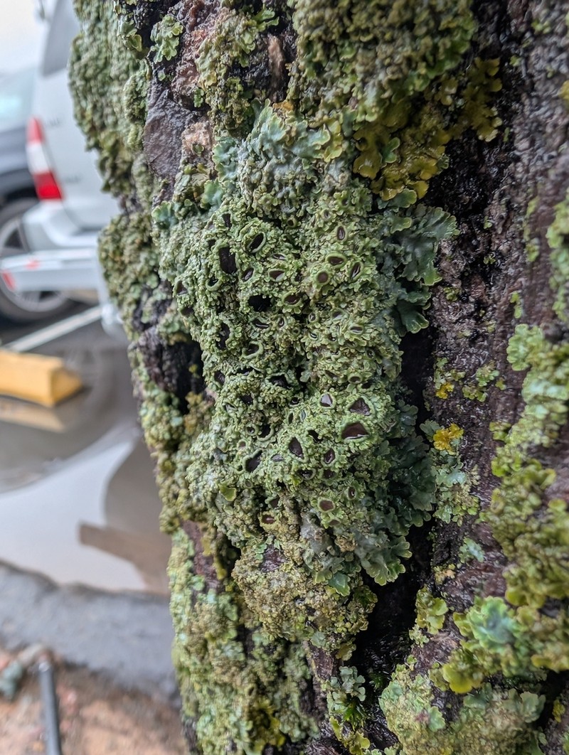 Physconia americana photo 2
