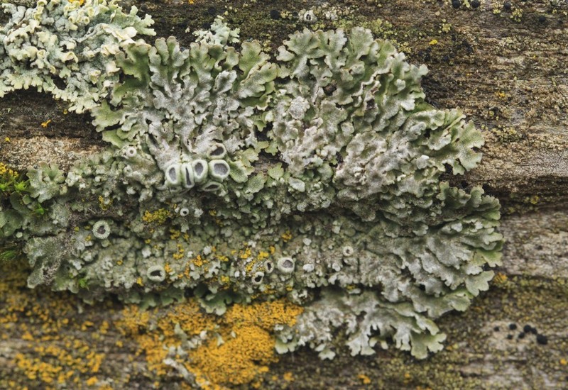 Physconia americana photo 3