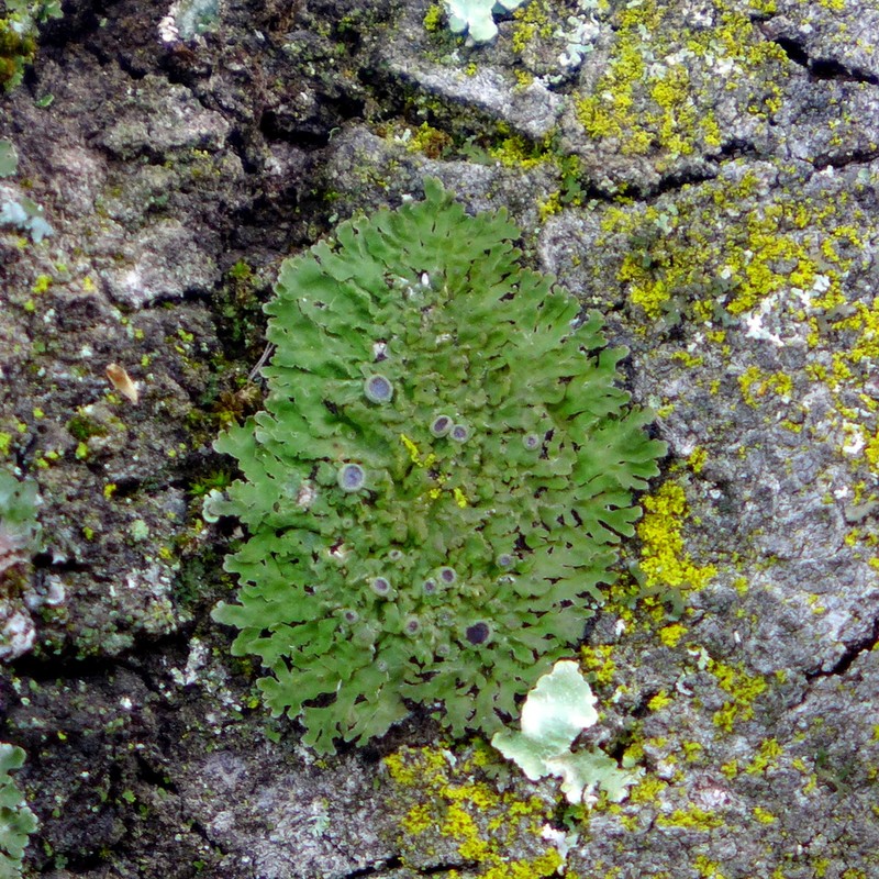 Physconia americana photo 4