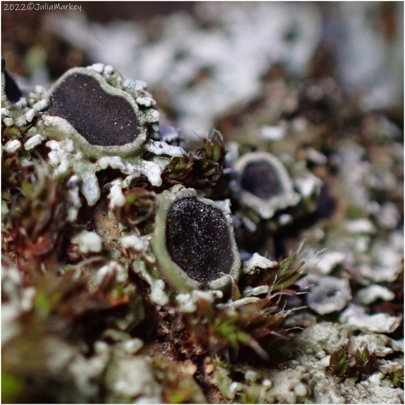 Physconia americana photo 5