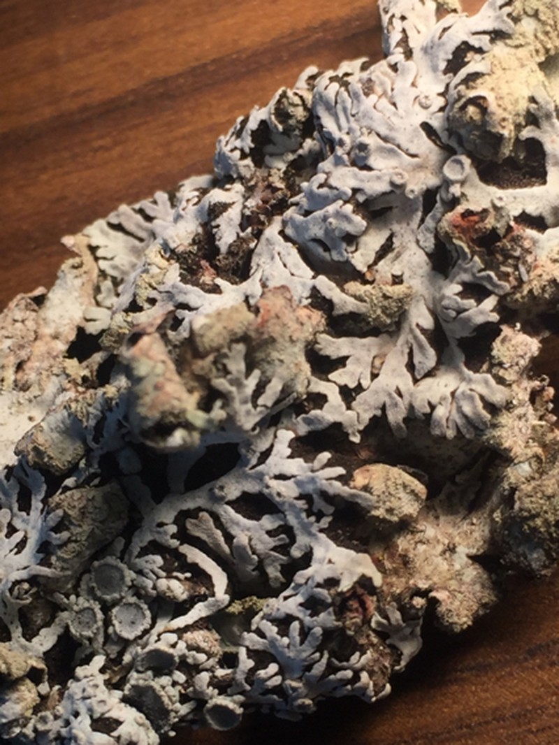 Physconia americana photo 6