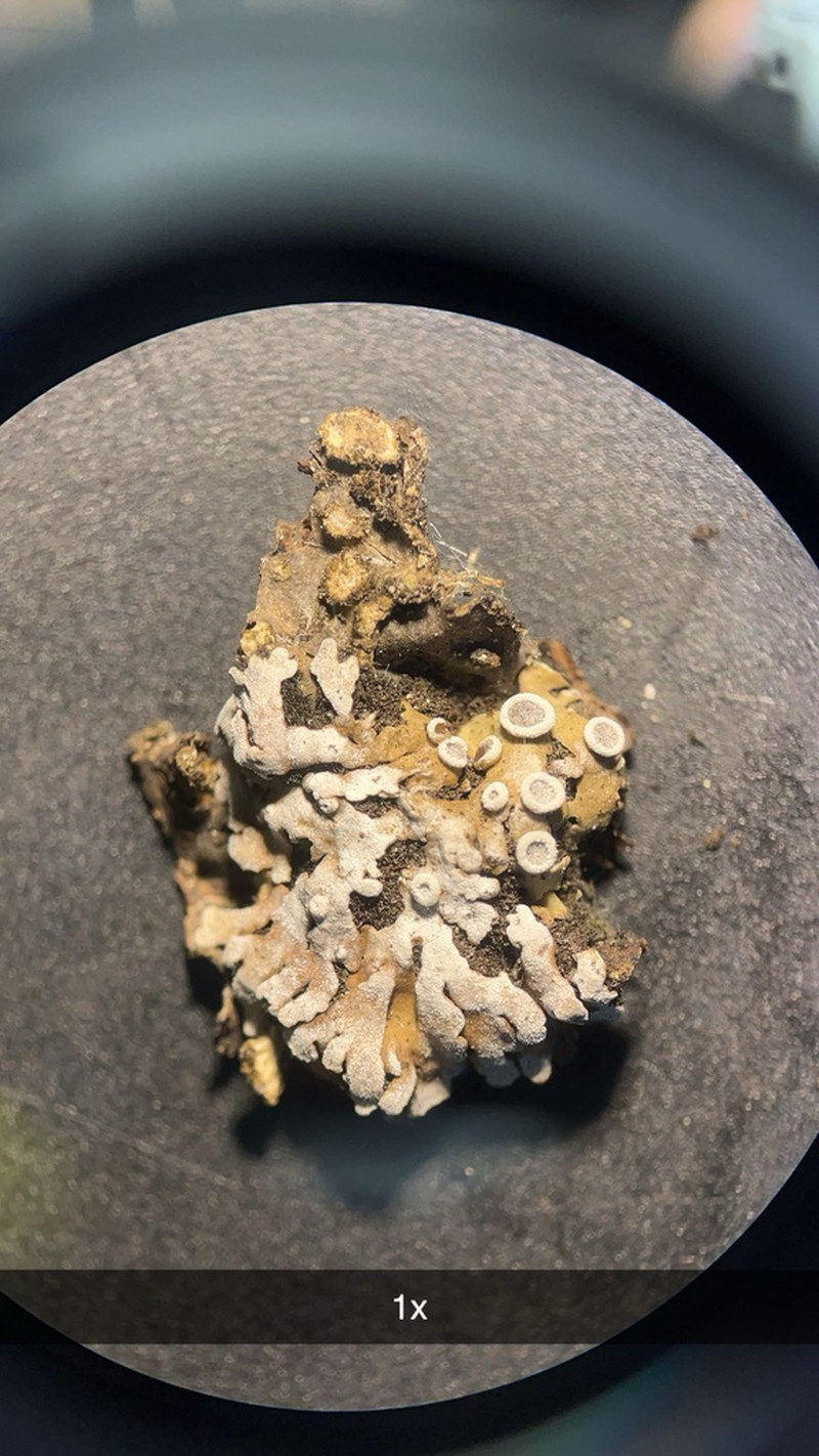 Physconia americana photo 8