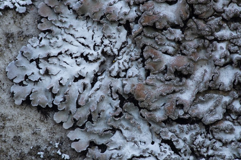 Frosted Lichen