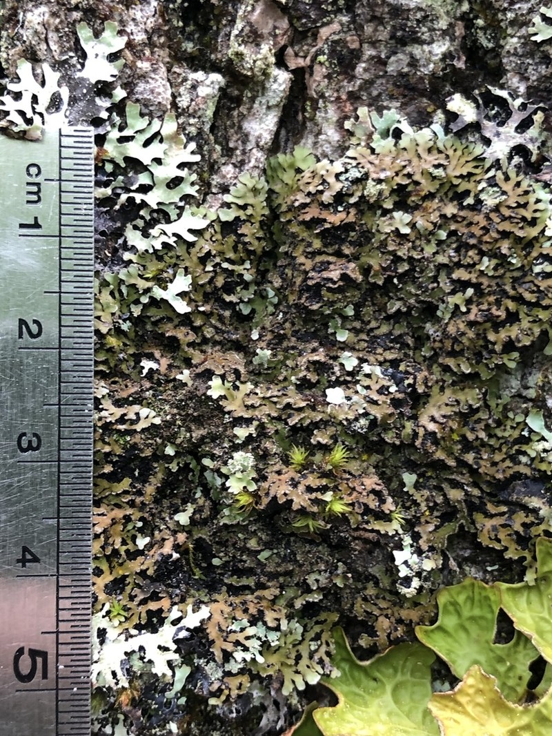 Frosted Lichen photo 2