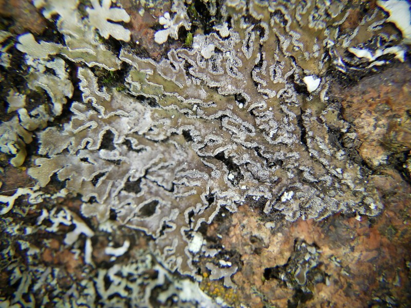Frosted Lichen photo 3
