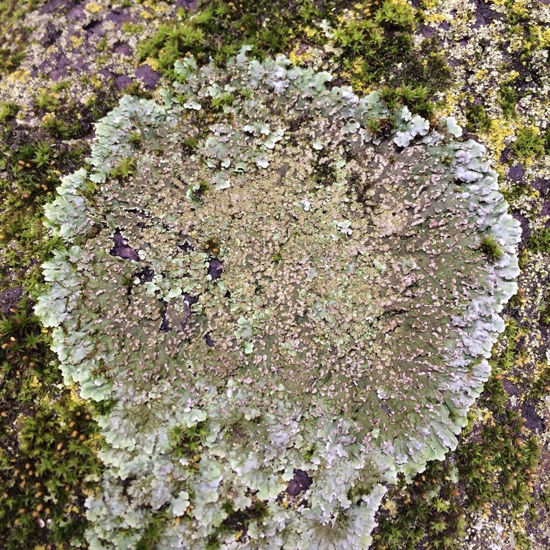 Frosted Lichen photo 4