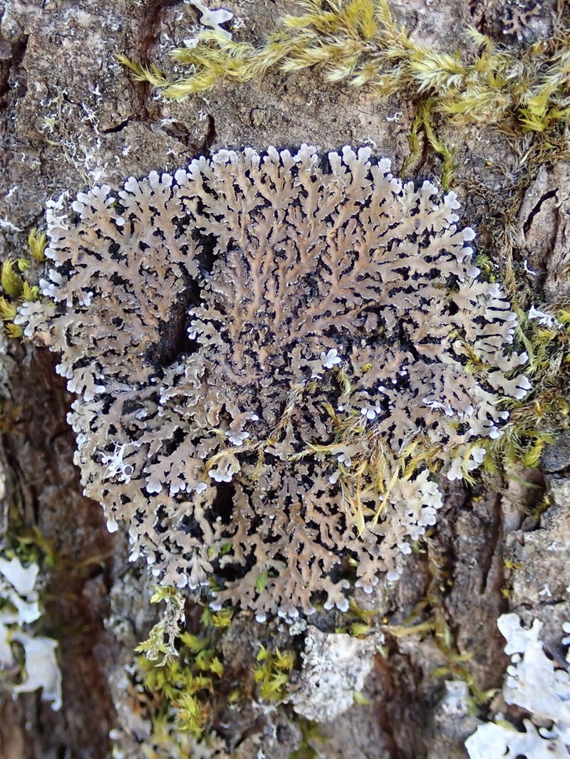 Frosted Lichen photo 5