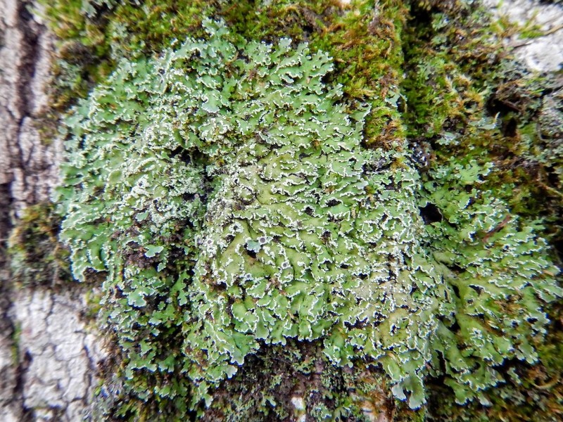 Frosted Lichen photo 6