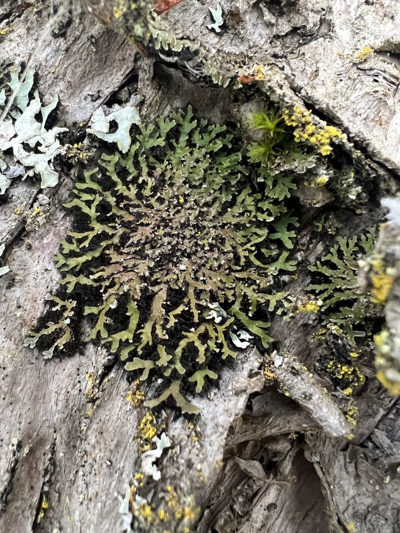Frosted Lichen photo 7